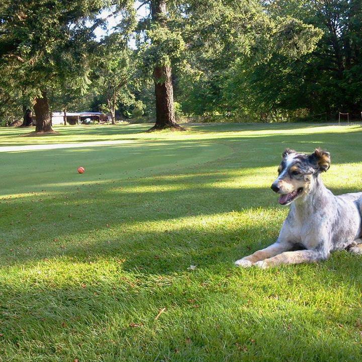 cute dog hanging out on a Hidden Valley fairway